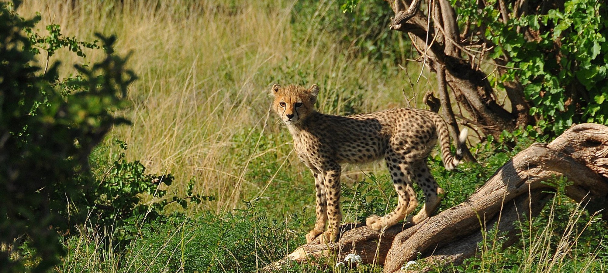 samburu national reserve
