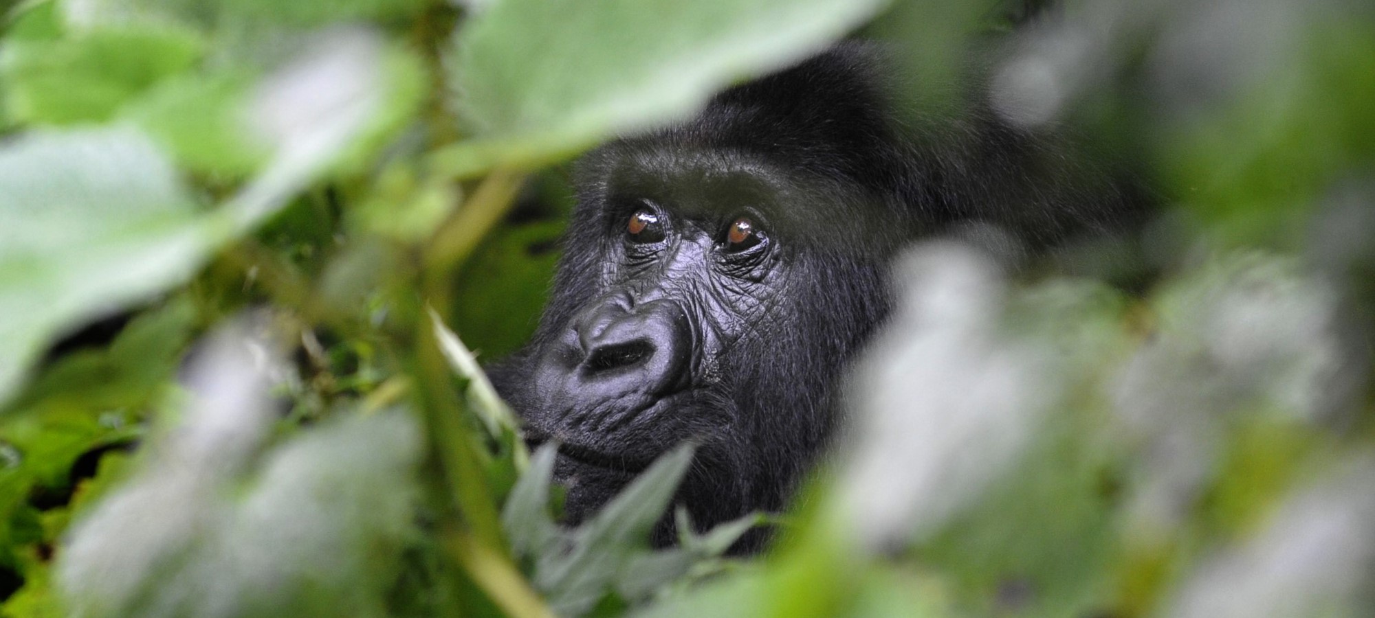 bwindi forest national park