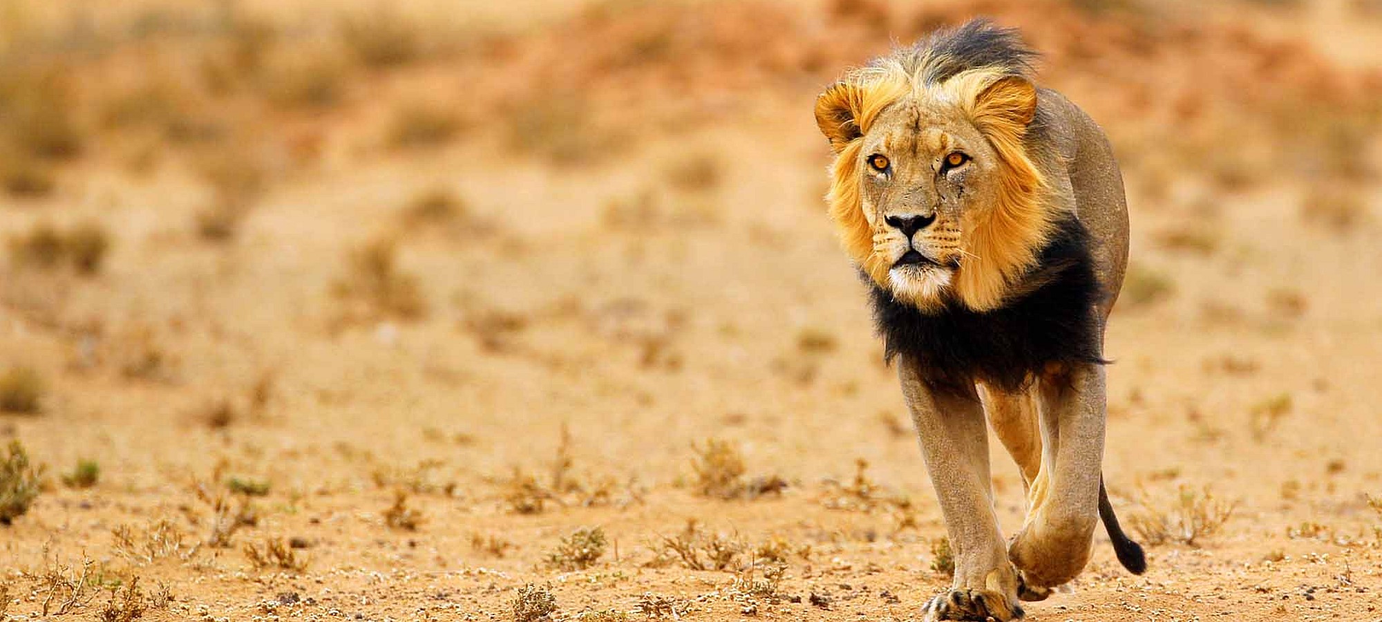 cenral kalahari game reserve