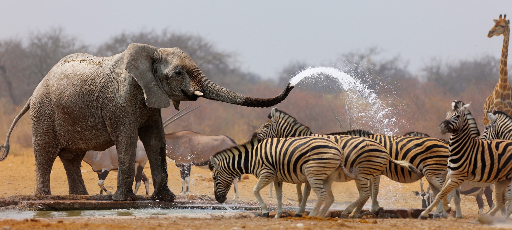 etosha national park