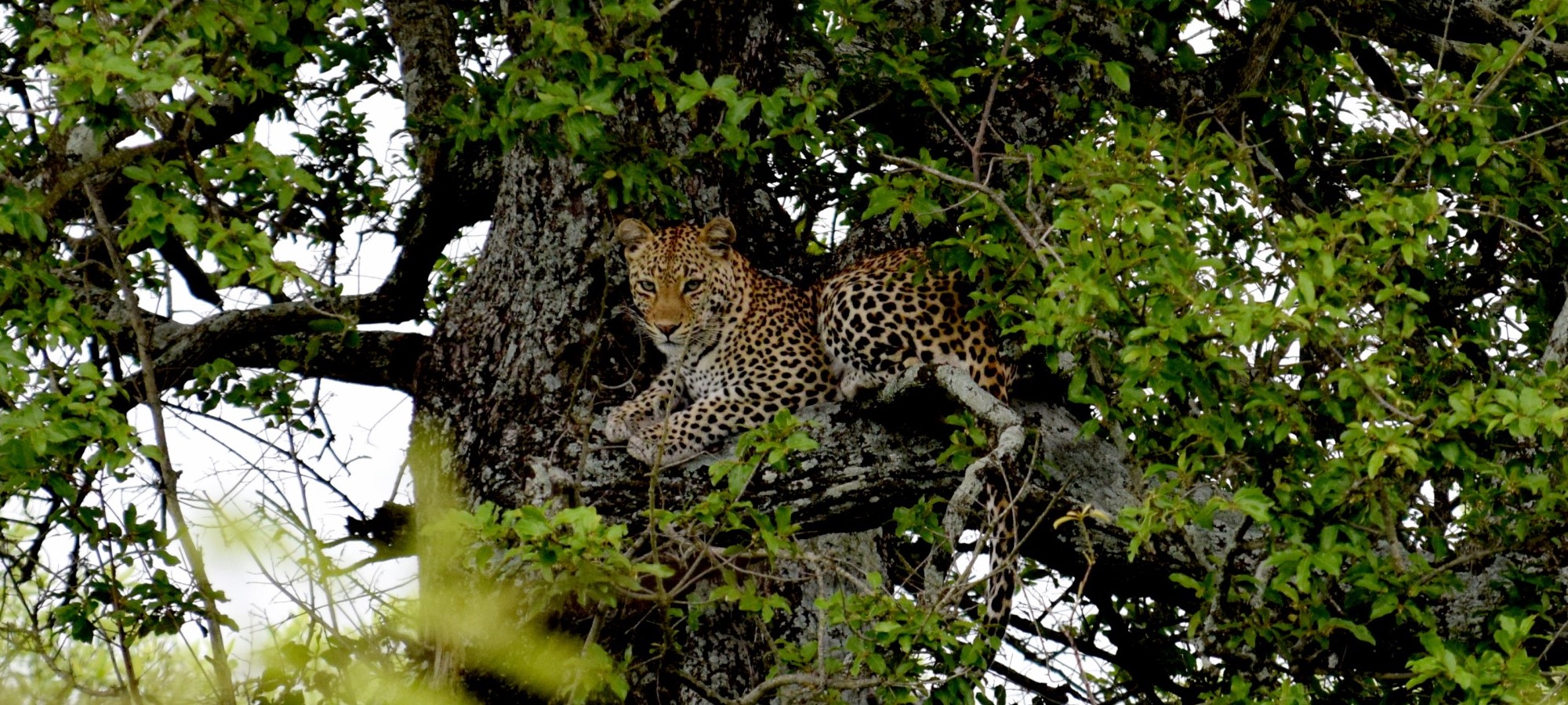 kruger national park