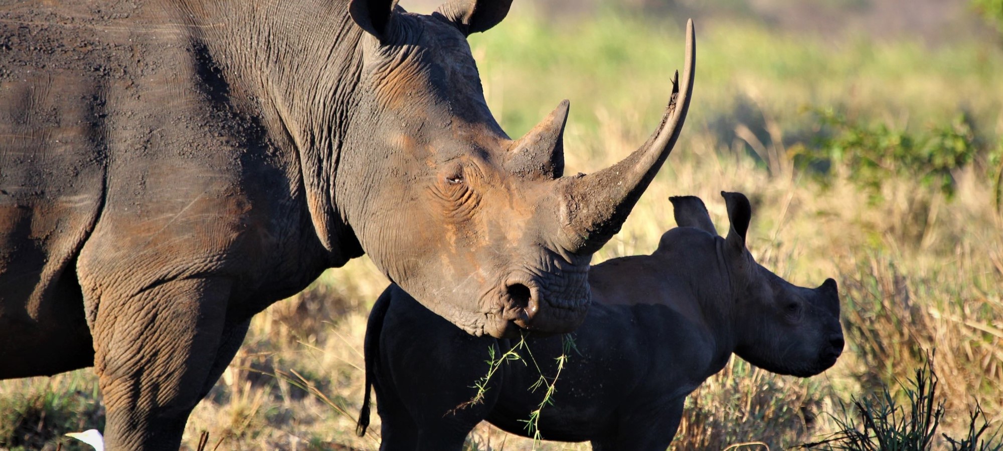 meru national park