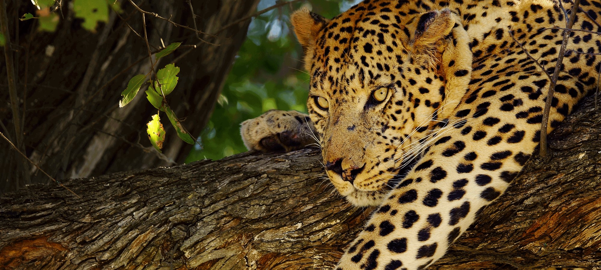 moremi game reserve