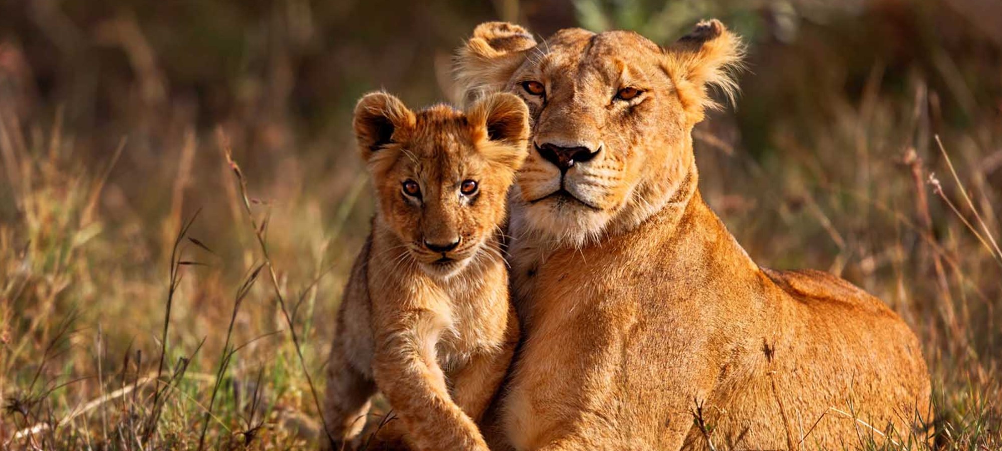 nairobi national park