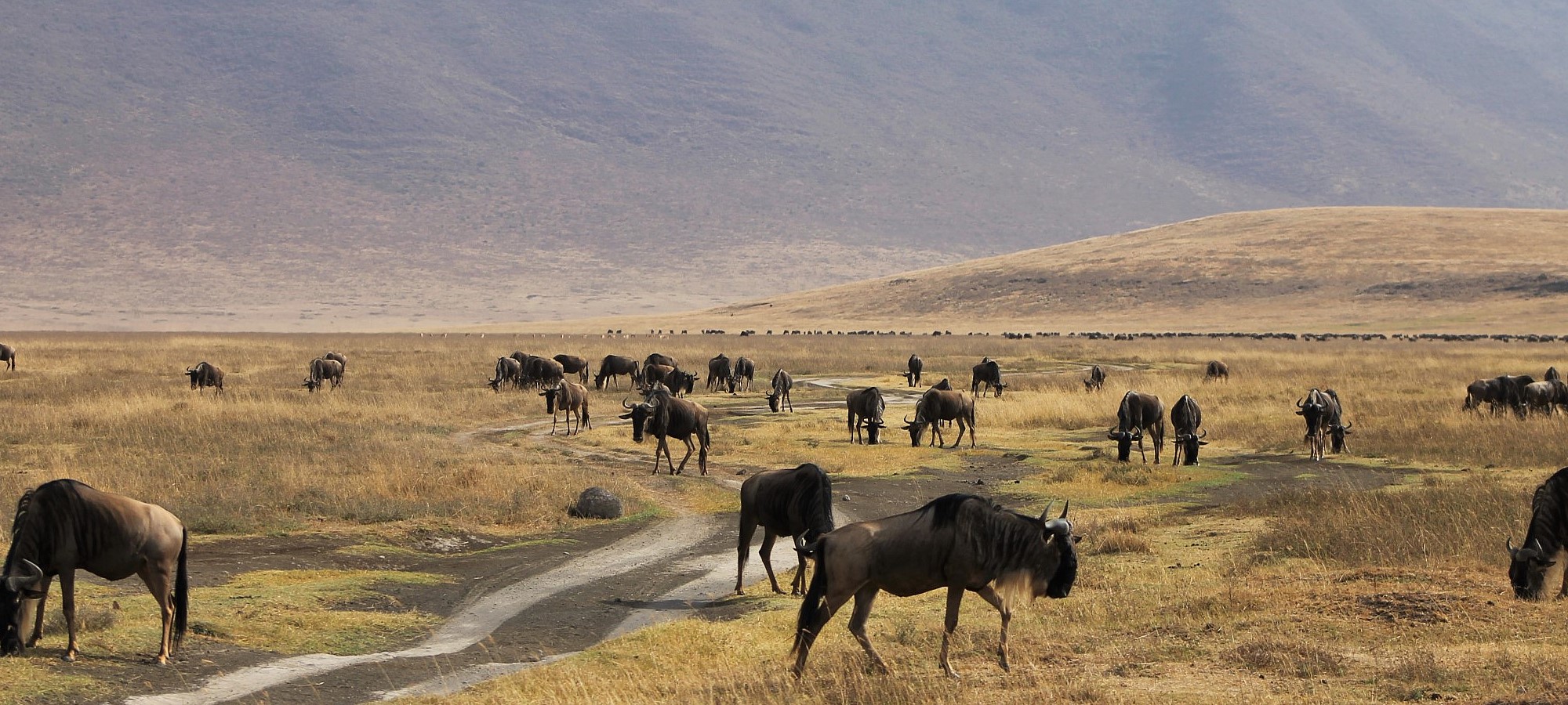 ngorongoro conservation area