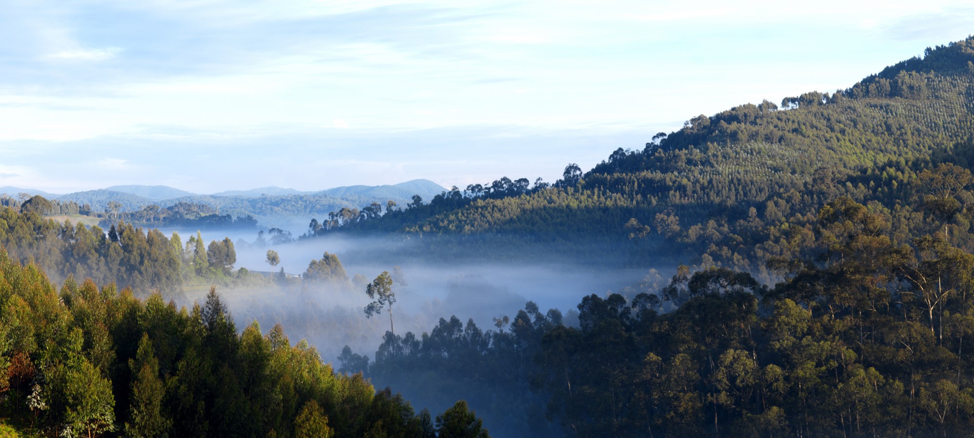 nyungwe forest national park