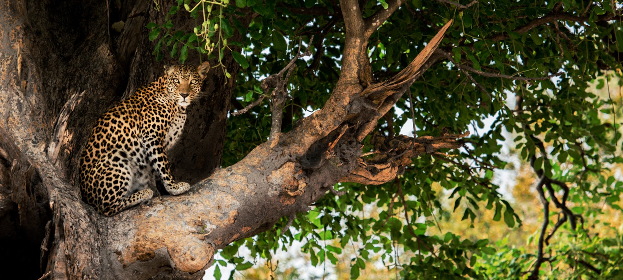 queen elizabeth national park