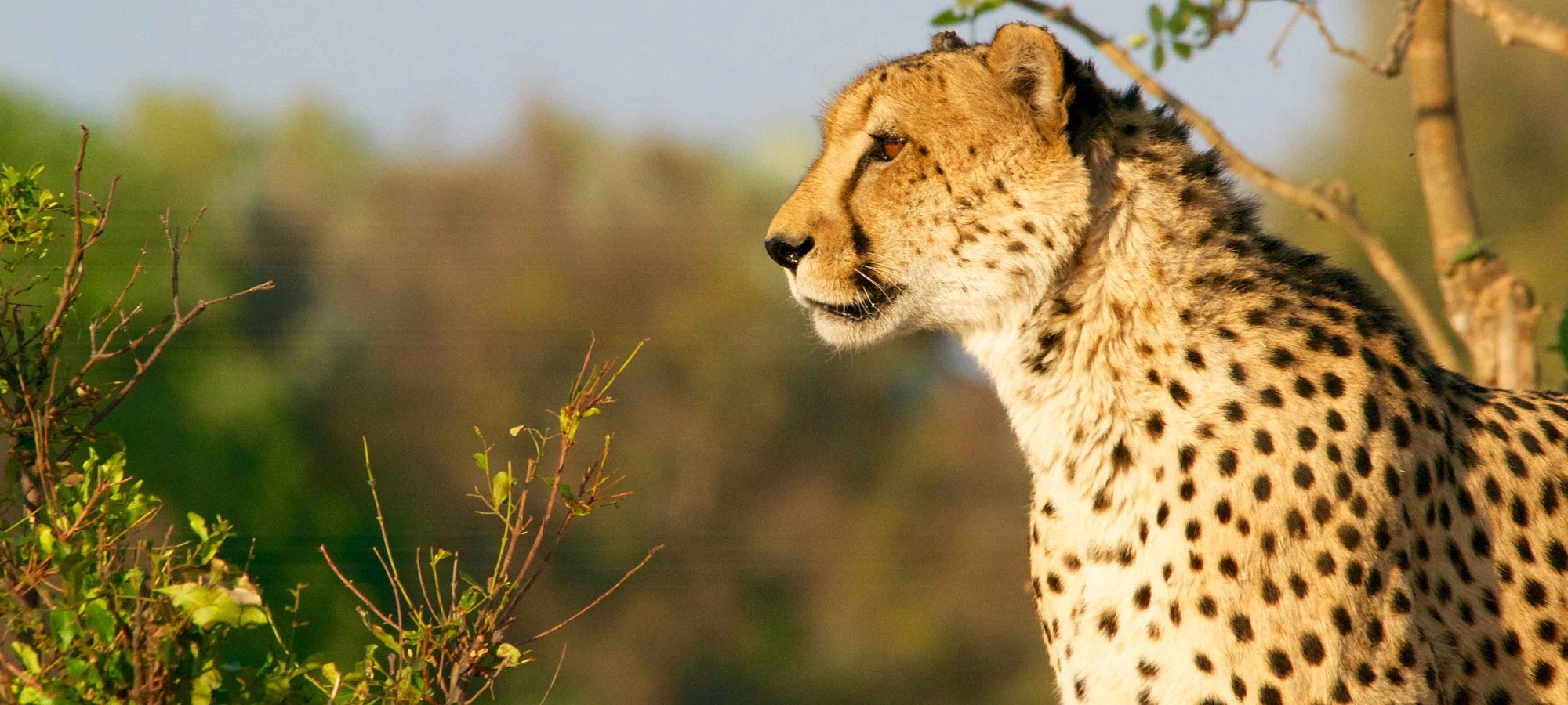 tarangire national park