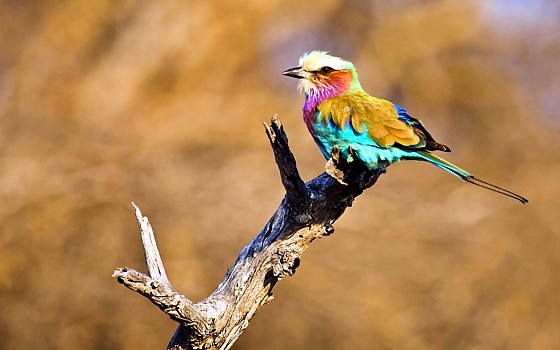 10 days bird watching safari